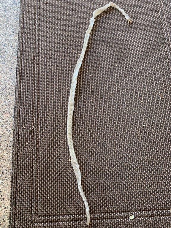 Wilmington snake skin