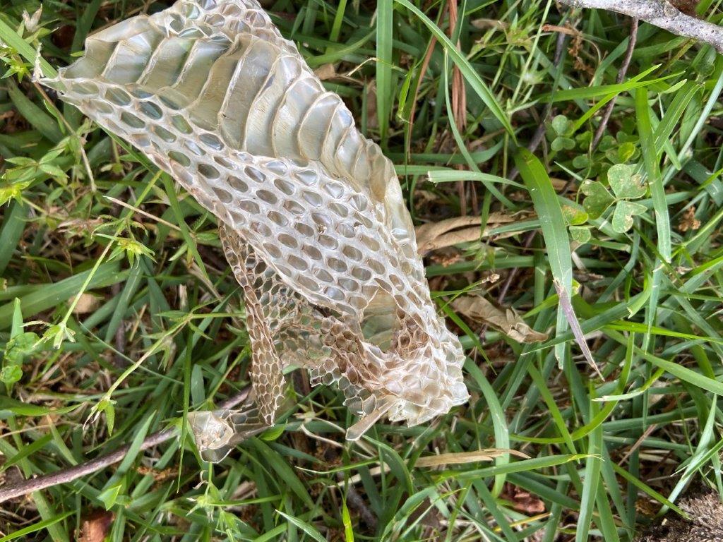 Wilmington snake skin